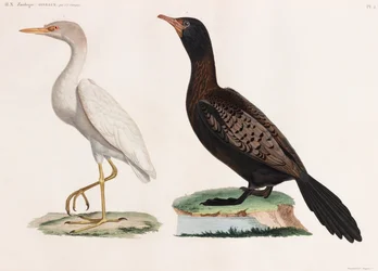 Two Colour Illustrations of Birds