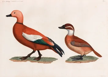 Two Colour Illustrations of Ducks