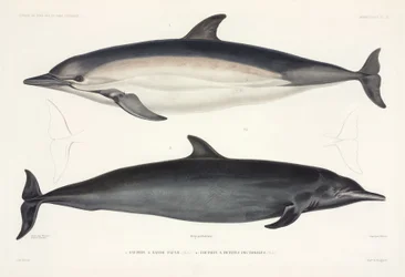 Two Types of Dolphin