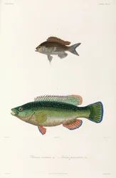Two types of fish, Black Sea