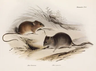 Two types of mouse, South America, c 1832-1836