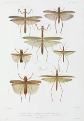 Types of Insect, Australia and Indonesia