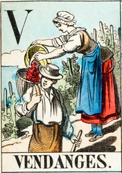 V Vendanges - 