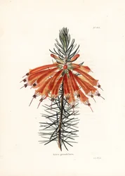 Variete de bruyere