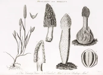 Variety of grass phalaris aquatica and morel mushrooms