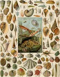 Varieties of Molluscs