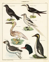 Varieties of Sea Birds