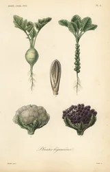 Vegetables