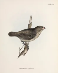 Vegetarian Finch, Galapagos Islands, c 1832-1836