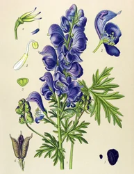 Poisonous and medicinal plant: monkshood (Aconitum napellus)