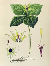 Poisonous Plant: Four-leaved Parisette (Paris quadrifolia)