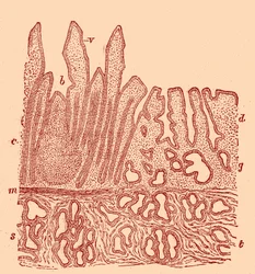 Vertical section of the mucous membrane