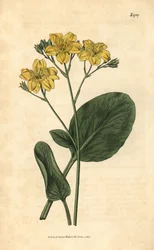 Villardie - Villarsia Ovata (Oval-Leaved Cape Buckbean)