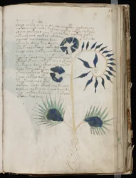 Voynich Manuscript folio 56r, c.1500