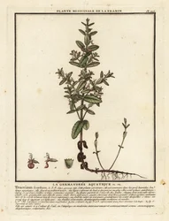Water germander, Teucrium scordium
