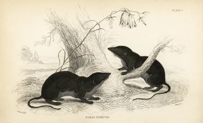 Water Shrew, Neomys Fodiens