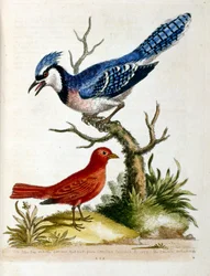 Watercolour illustration from a book of rare birds by G Edwards 1750