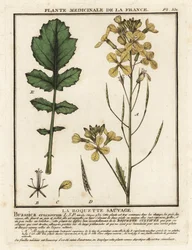 Watercress-leaved rocket, Erucastrum nasturtiifolium