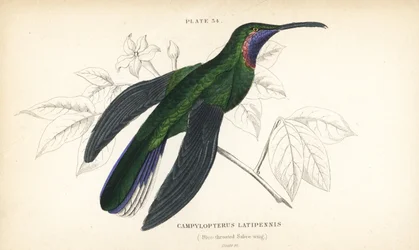 White-tailed sabrewing, Campylopterus ensipennis (Blue-throated sabrewing, Trochilus latipennis). Hand-coloured steel engraving by William Lizars from Sir William Jardine