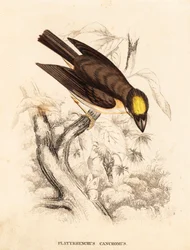 White-throated spadebill, Platyrinchus mystaceus. Handcoloured steel engraving from Georg Friedrich Treitschke