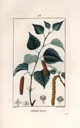 White birch or warty birch - Engraving by Lambert fils, after a drawing by Pierre Jean Francois Turpin (1775-1840), from La flore medicale, de Chaumeton, Poiret et Chamberet, Paris 1830 - Silver birch tree, Betula pendula, with leaf, catkin, and seed