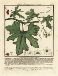 White bryony, Bryonia alba
