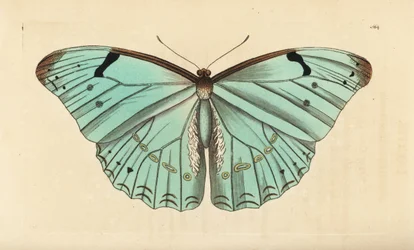 White morpho, Morpho laertes