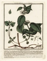 White nettle, Lamium album
