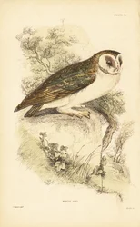 White Owl or Barn Owl Perched on a Rock