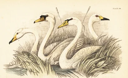 Whooper Swan, Mute Swan, Bewick