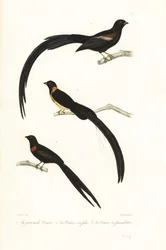 Whydah birds and widowbird