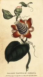 Winged-stem Passion Flower, Passiflora Elata (engraving)