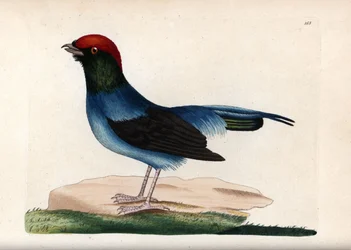 Wonderful manakin