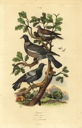 Wood Pigeon, Columba Palumbus, Common Pigeon, Columba Livia, and Turtle Dove, Streptopelia Risoria