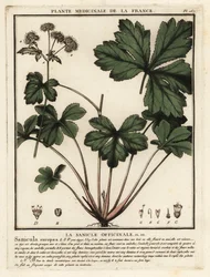 Wood Sanicle, Sanicula Europaea