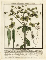 Wood spurge