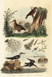 Woodcock, red crossbill, and black skimmer