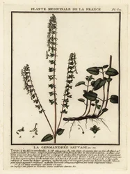 Woodland germander