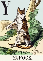 Y: Yapock - The Hunting Alphabet, c.1890