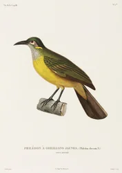 Yellow-Cheeked Philedon, New Guinea