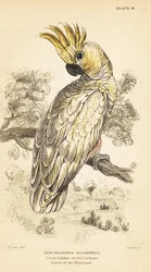 Yellow-crested cockatoo, Cacatua sulphurea. Critically endangered. 1889