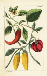 Yellow and Red Bell Chili Peppers, Capsicum Annuum