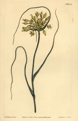 Yellow garlic
