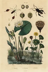 Yellow Lotus, Nelumbo Lutea 1, Leaf-Footed Bugs, Anisoscelis Foliaceus 2 and Anoplocnemis Curvipes 3, and White Water Lily, Nymphaea Alba 4
