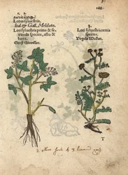 Yellow sweet clover species, Melilotus officinalis
