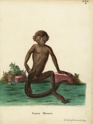 Young Banded Langur, Presbytis femoralis. Simia maura. Handcoloured copperplate engraving drawn and engraved after nature by Hermann Jakob Tyroff from Johann Christian Daniel Schreber