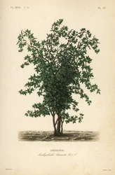 Zabala or coguil fruit tree