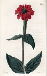 Zinnia with red flower