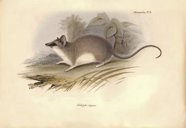 Zoology: The Didelphis elegans of the Opossums family described by Charles Darwin during his exploration journey aboard the Beagle. Plate from The Zoology of the voyage of H.M.S. Beagle under the command of Captain Fitzroy during the years 1832 to 1836
