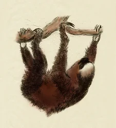 Zoology: lazy (Bradypus tridactylus)